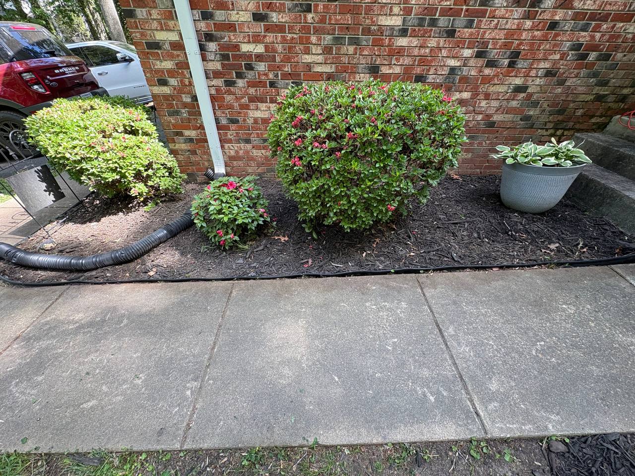 Trimmed bushes by front walkway